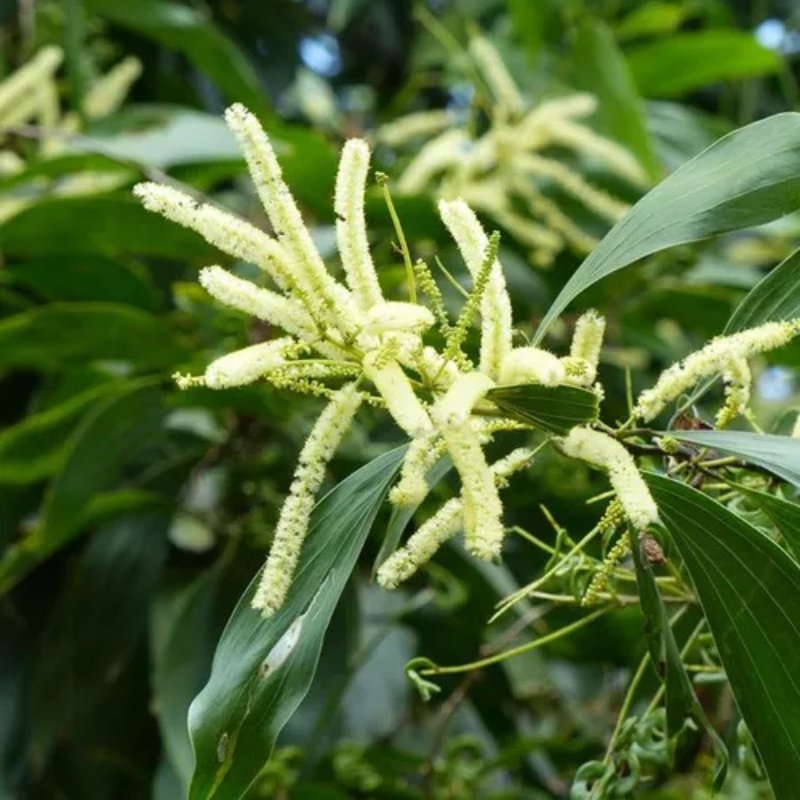 Acassia Manju - Plantas Nativas Acassia Manju - Plantas Nativas