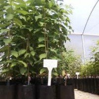 Ameixa - Plantas Frutíferas Ameixa - Plantas Frutíferas