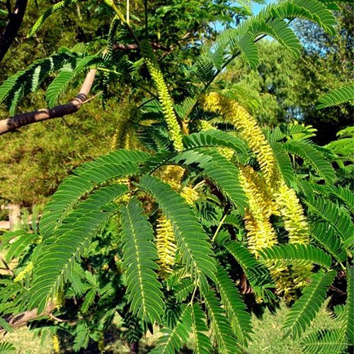 Angico - Plantas Nativas Angico - Plantas Nativas