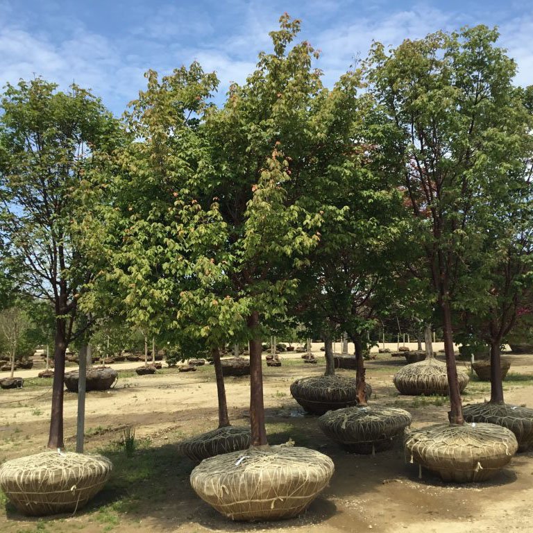 Árvores Adultas - Plantas Nativas Árvores Adultas - Plantas Nativas