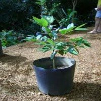 Cambucá - Plantas Frutíferas Cambucá - Plantas Frutíferas