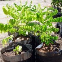 Carambola - Plantas Frutíferas Carambola - Plantas Frutíferas