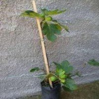 Figo - Plantas Frutíferas Figo - Plantas Frutíferas