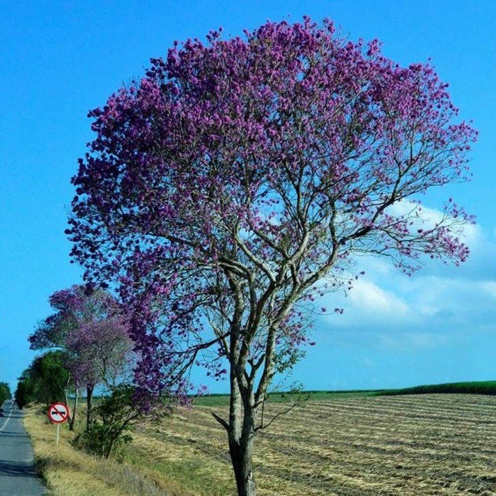 Ipê Roxo - Plantas Nativas Ipê Roxo - Plantas Nativas
