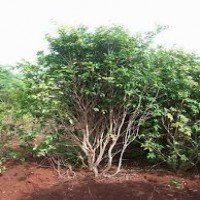 Jaboticaba Jaboticaba
