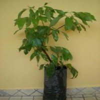 Lixia Alporkia Lixia Alporkia