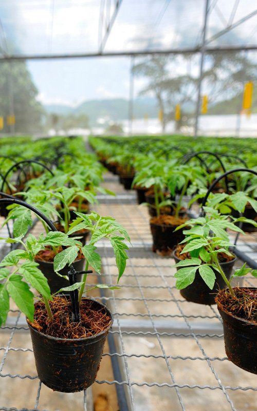 Missão, Visão e Valores - Abritta Plantas Missão, Visão e Valores - Abritta Plantas