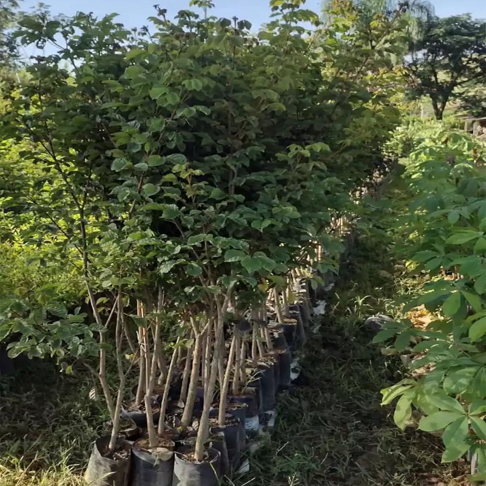 Ipê Amarelo - Plantas Nativas Ipê Amarelo - Plantas Nativas