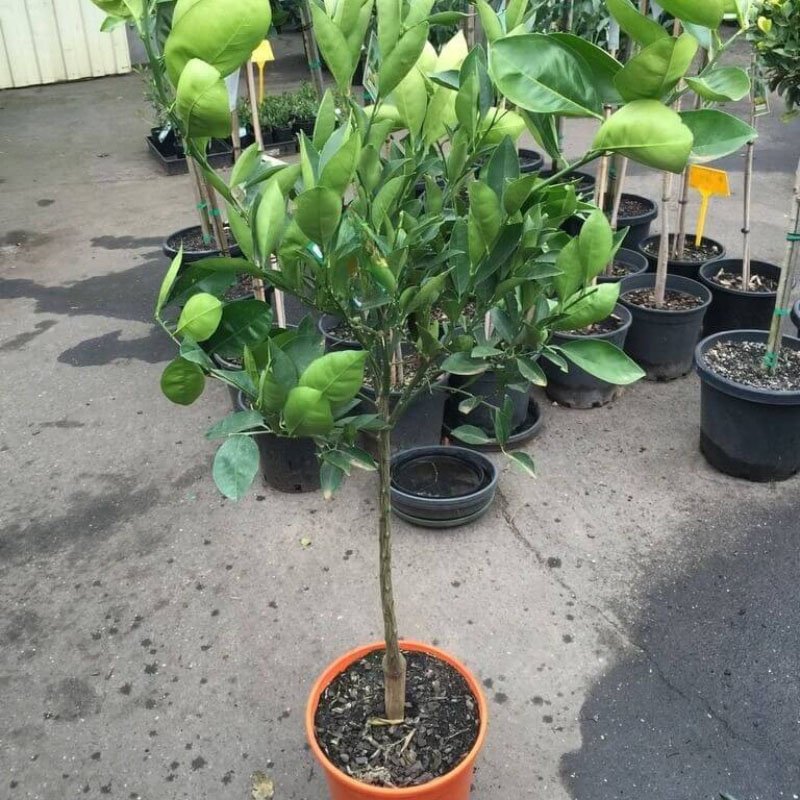 Laranja Bahia - Plantas Cítricas em São Paulo Laranja Bahia - Plantas Cítricas em São Paulo