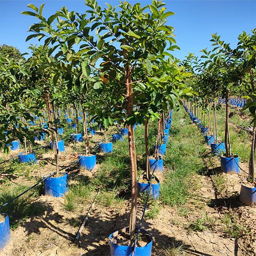 Pau de Rosas - Plantas Nativas Pau de Rosas - Plantas Nativas