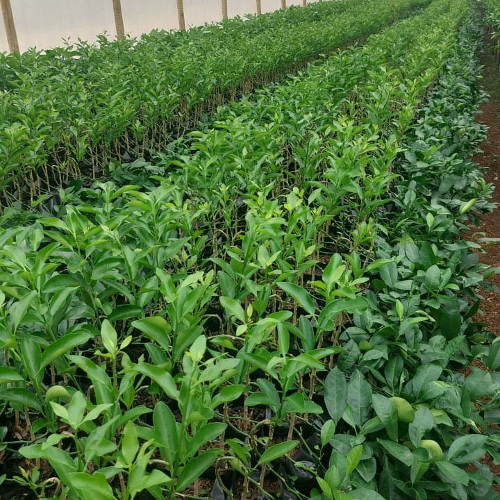 Mudas de Plantas em Belo Horizonte - Plantas Cítricas