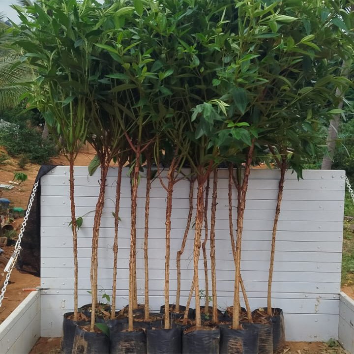 Quaresmeira Quaresmeira